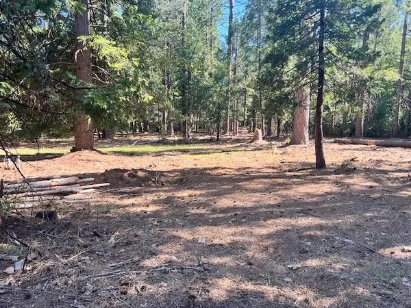 a view of a yard with trees