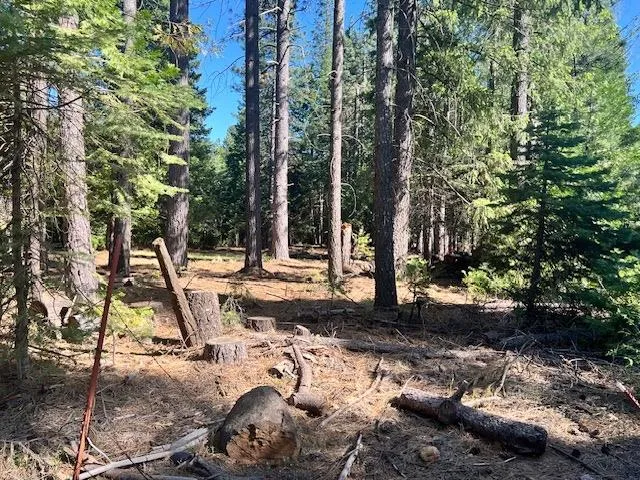 a view of a park with large trees