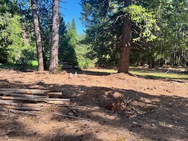 a view of a yard with trees