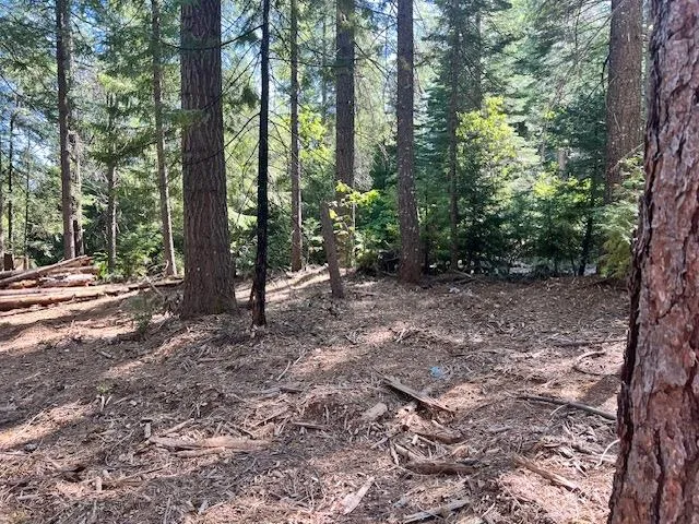 a view of a forest with trees in the background