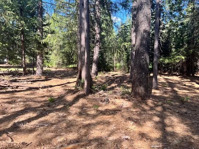 a view of a tree in the middle of a yard