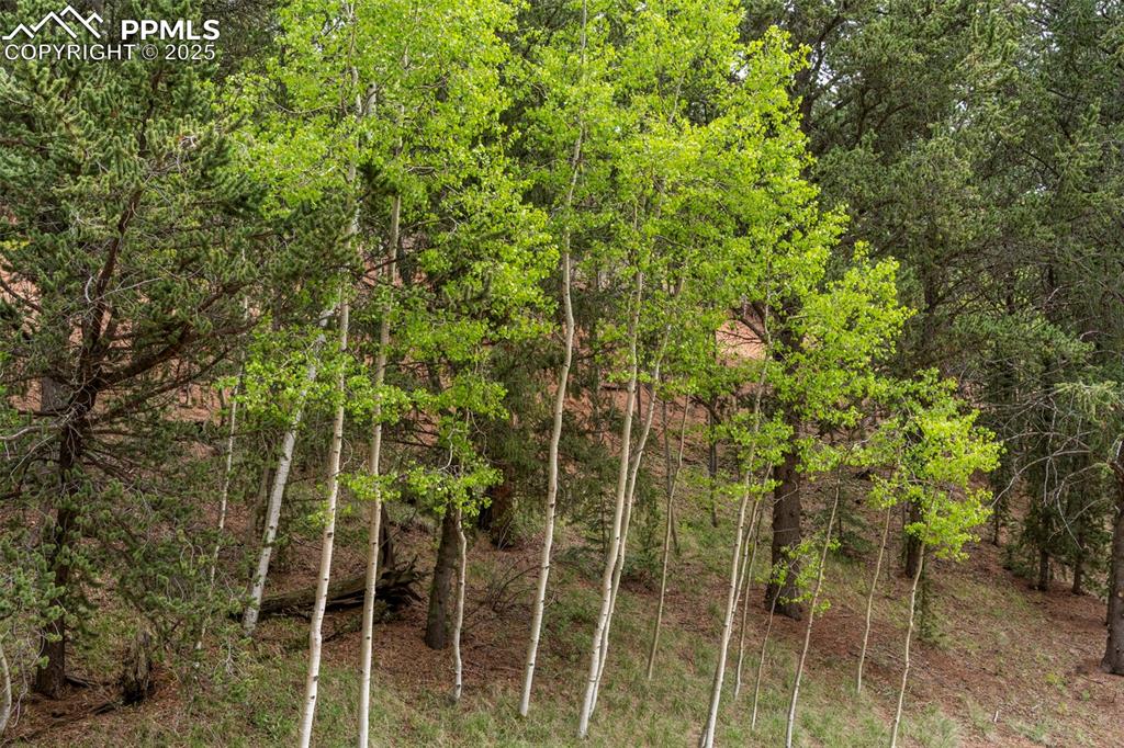 529 Spruce Circle Divide, CO 80814 - Photo 32 of 38 Aspen and pine.