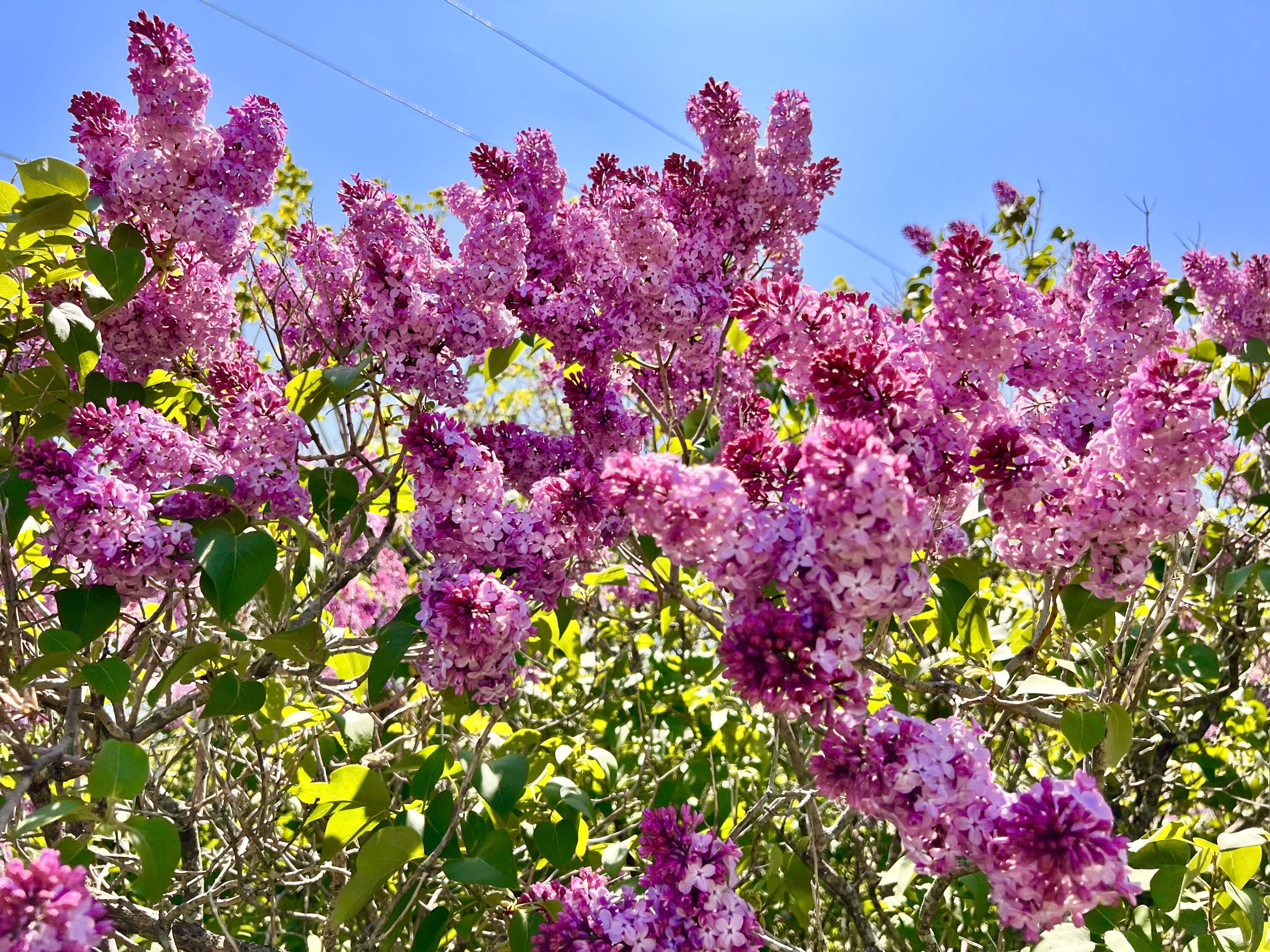 138 Reardon Road Milo, ME 04463 - Photo 89 of 123 Lilacs