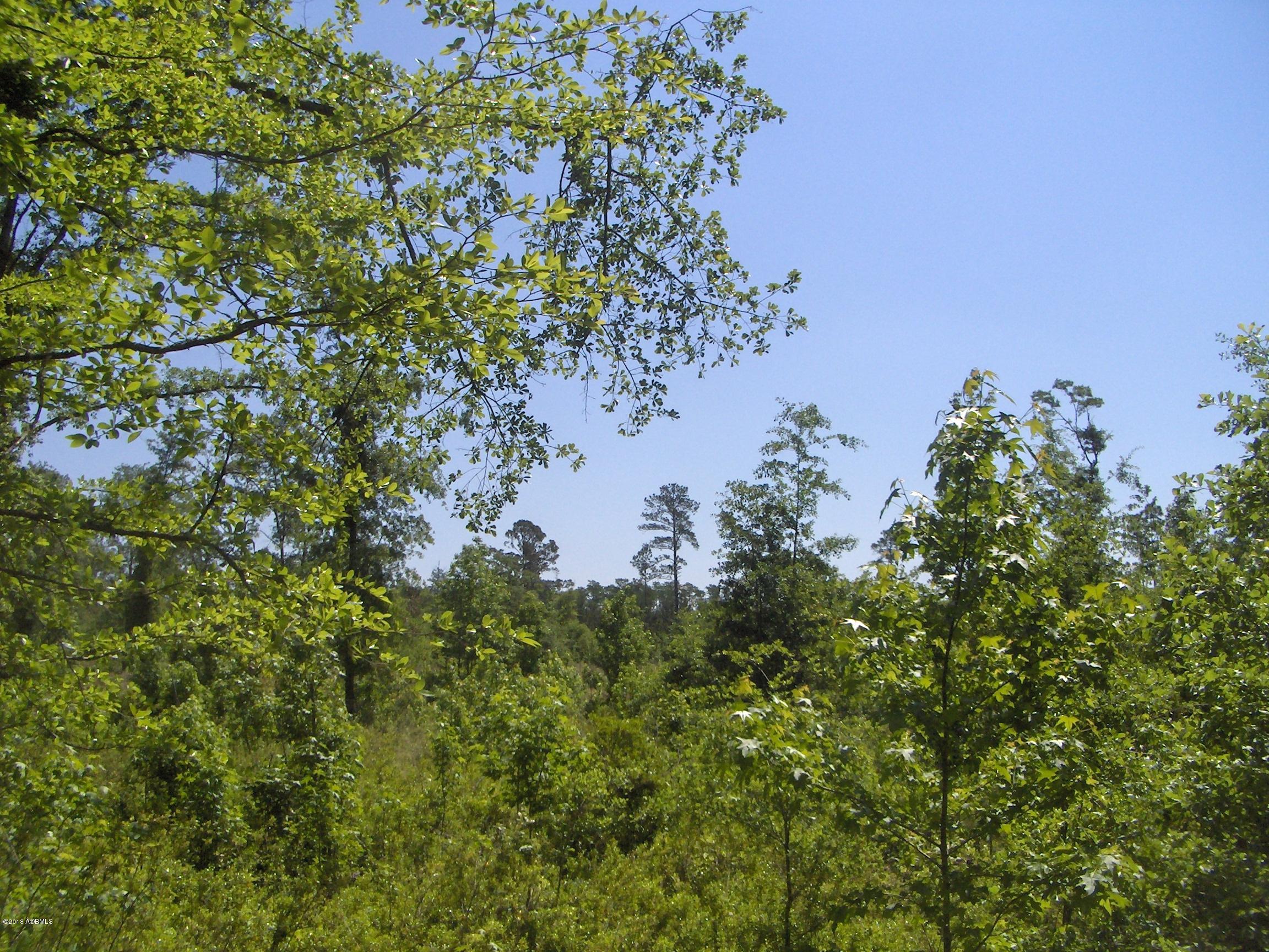0 Zig Zag Road Pineland, SC 29934 - Photo 2 of 5 HPIM6870
