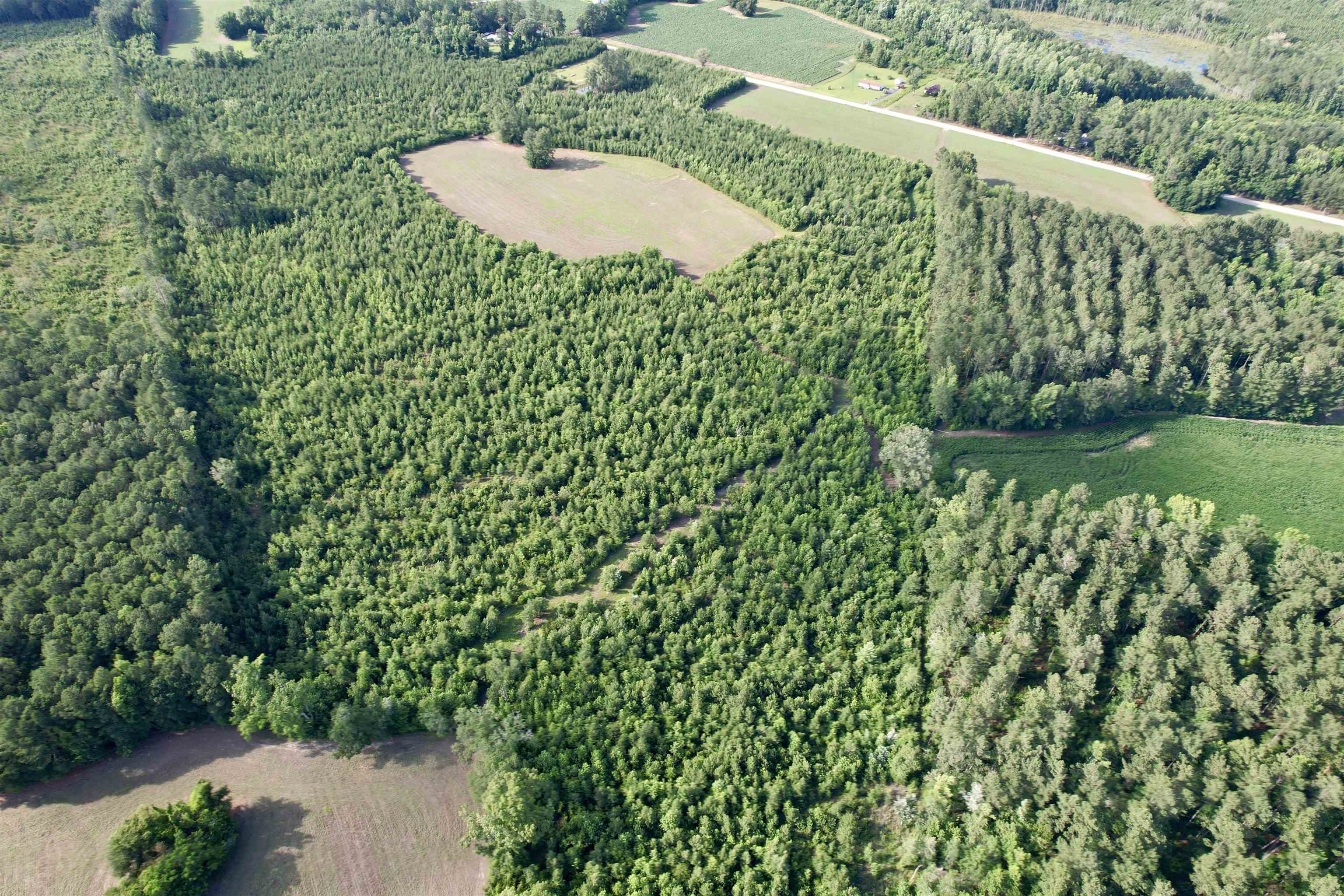 85-acres - Muddy Creek Road Hemingway, SC 29554 - Photo 14 of 31