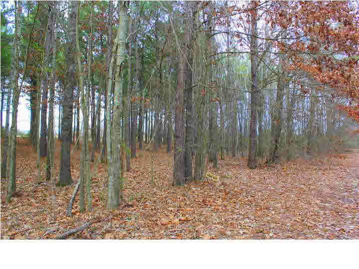 0 East Ridge Lane, Unit 55 Canton, MS 39046 - Photo 10 of 14 Photo 10