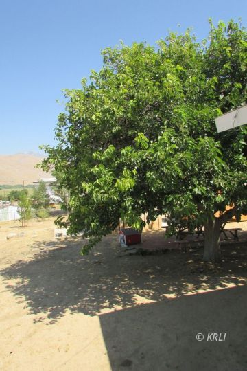 5569 Hooper Road Weldon, CA 93283 - Photo 29 of 42 Gallery Image 29