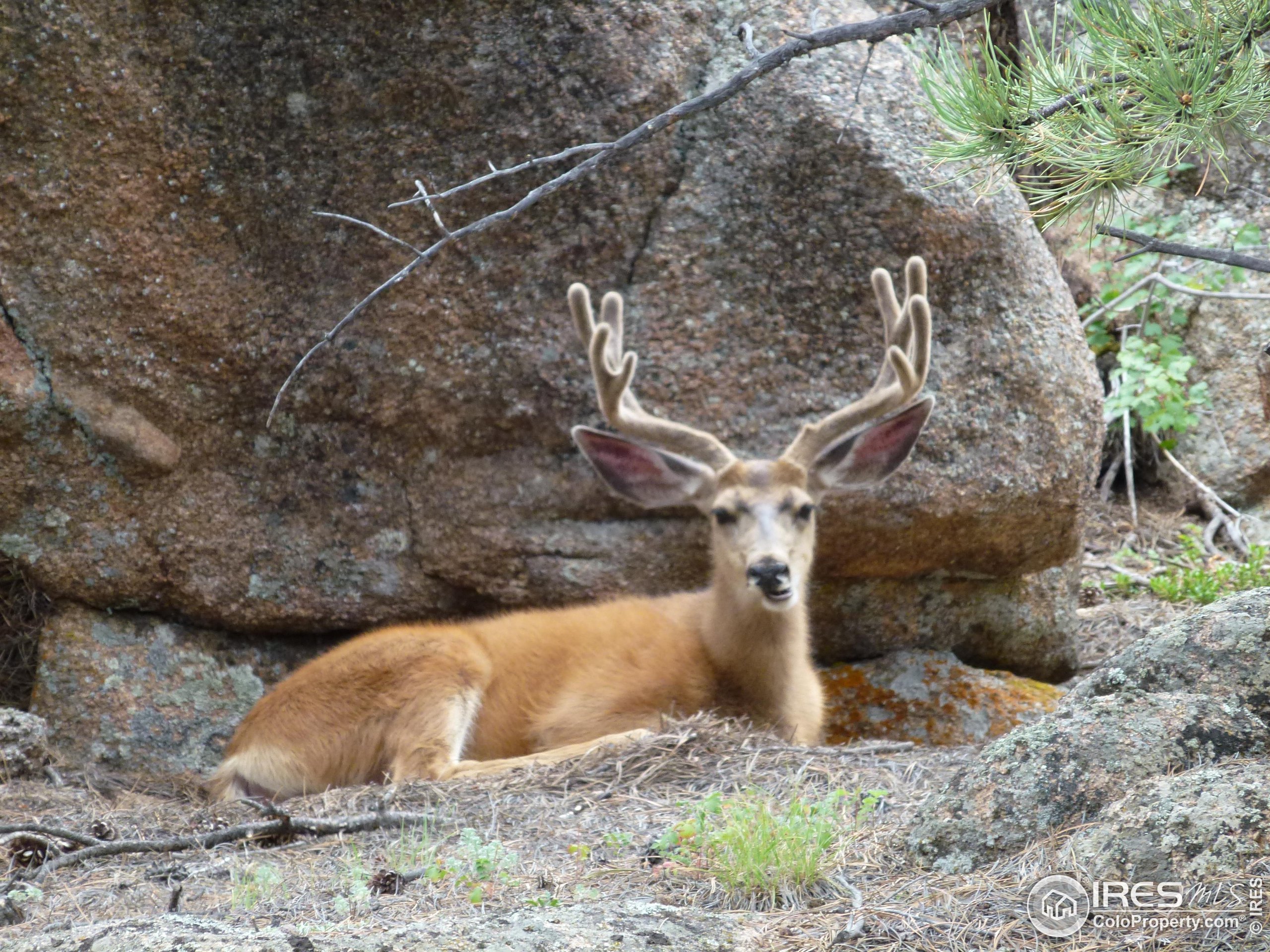 2 Fox Meadow Lane, Unit 2 Red Feather Lakes, CO 80545 - Photo 13 of 22 a view of outdoor space and yard