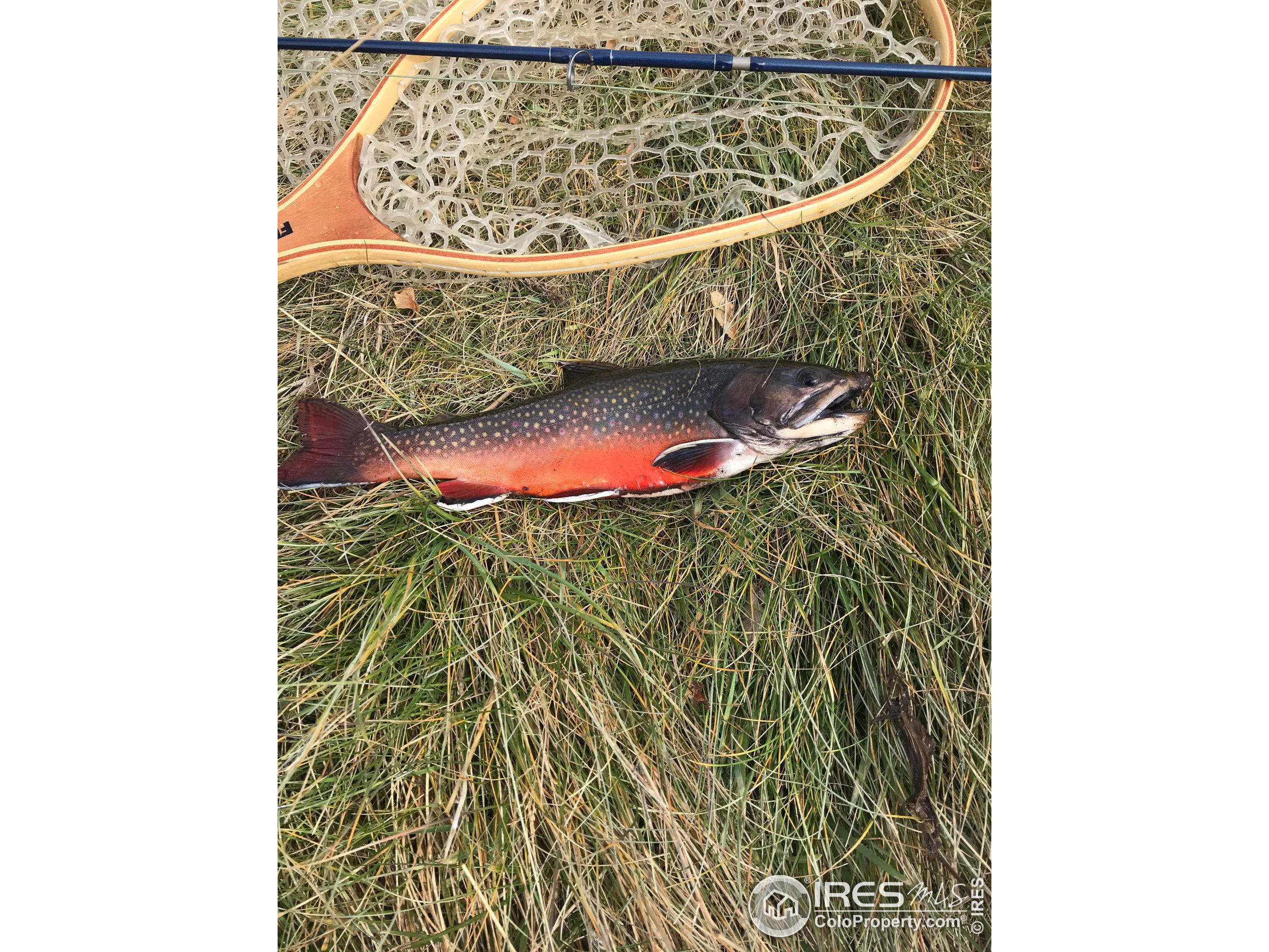 2 Fox Meadow Lane, Unit 2 Red Feather Lakes, CO 80545 - Photo 15 of 22 a view of a balcony