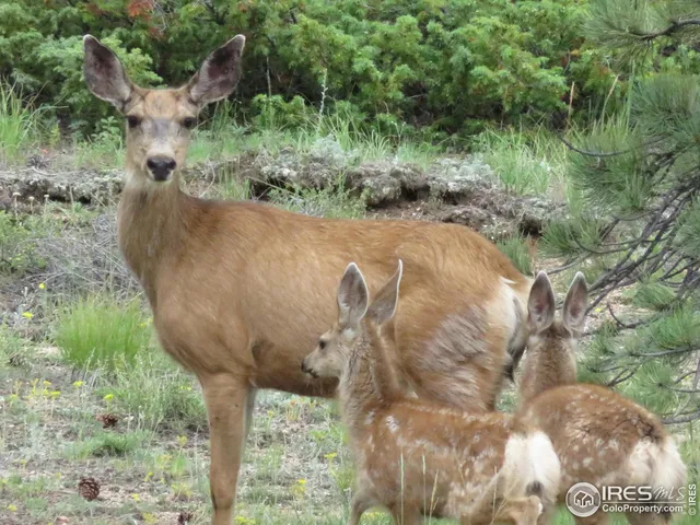 a view of outdoor space with mountain view