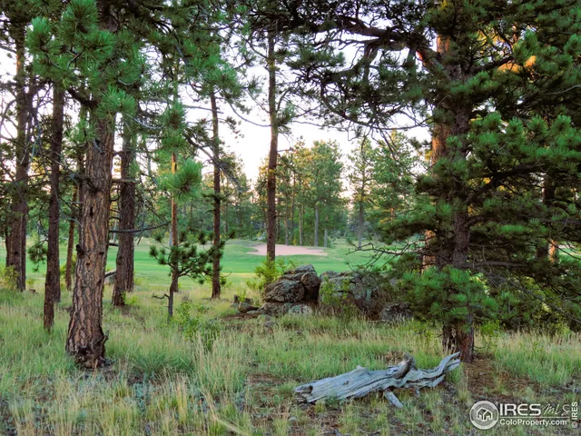 a view of a lush green forest