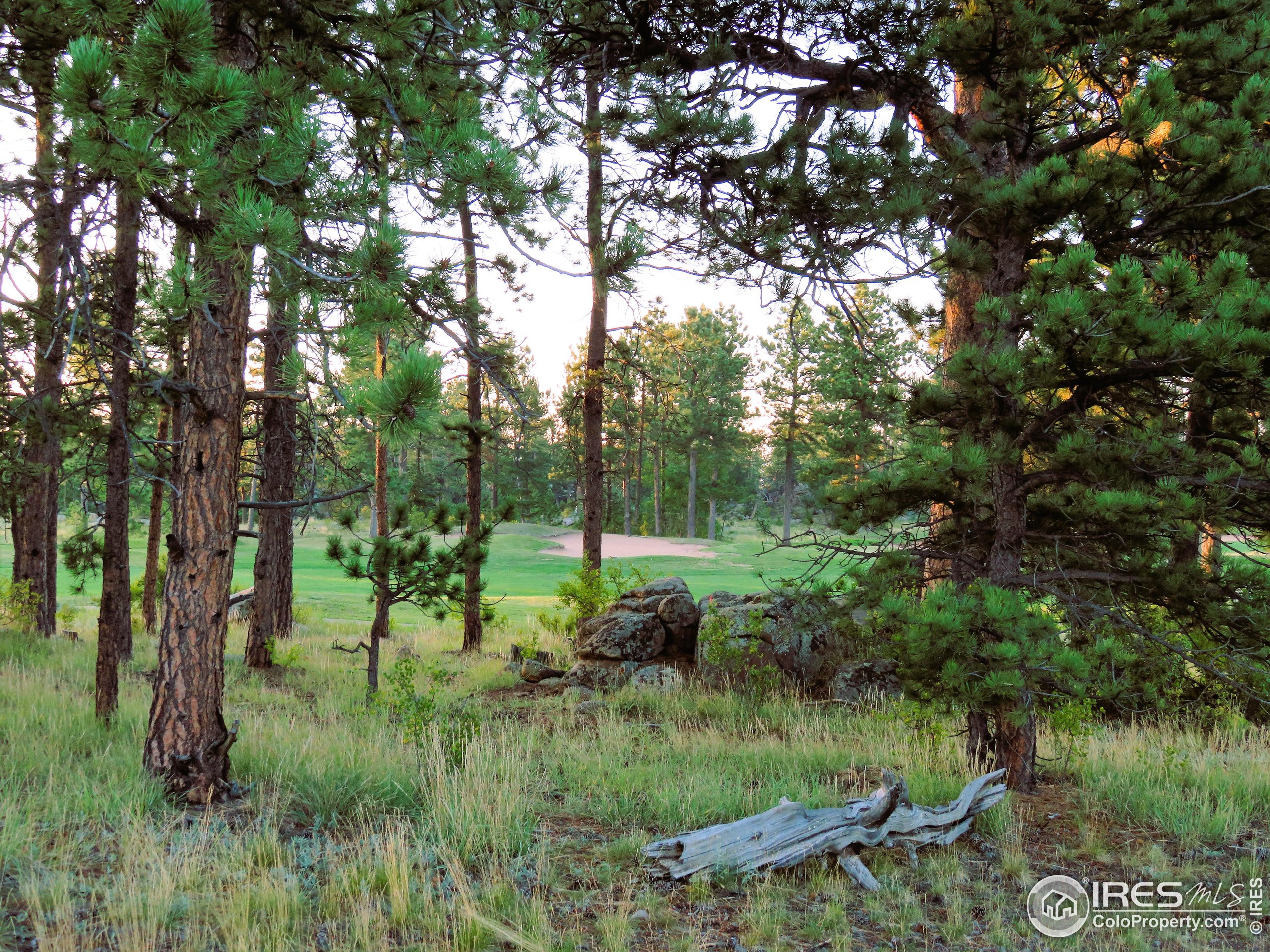 2 Fox Meadow Lane, Unit 2 Red Feather Lakes, CO 80545 - Photo 4 of 22 a view of a lush green forest