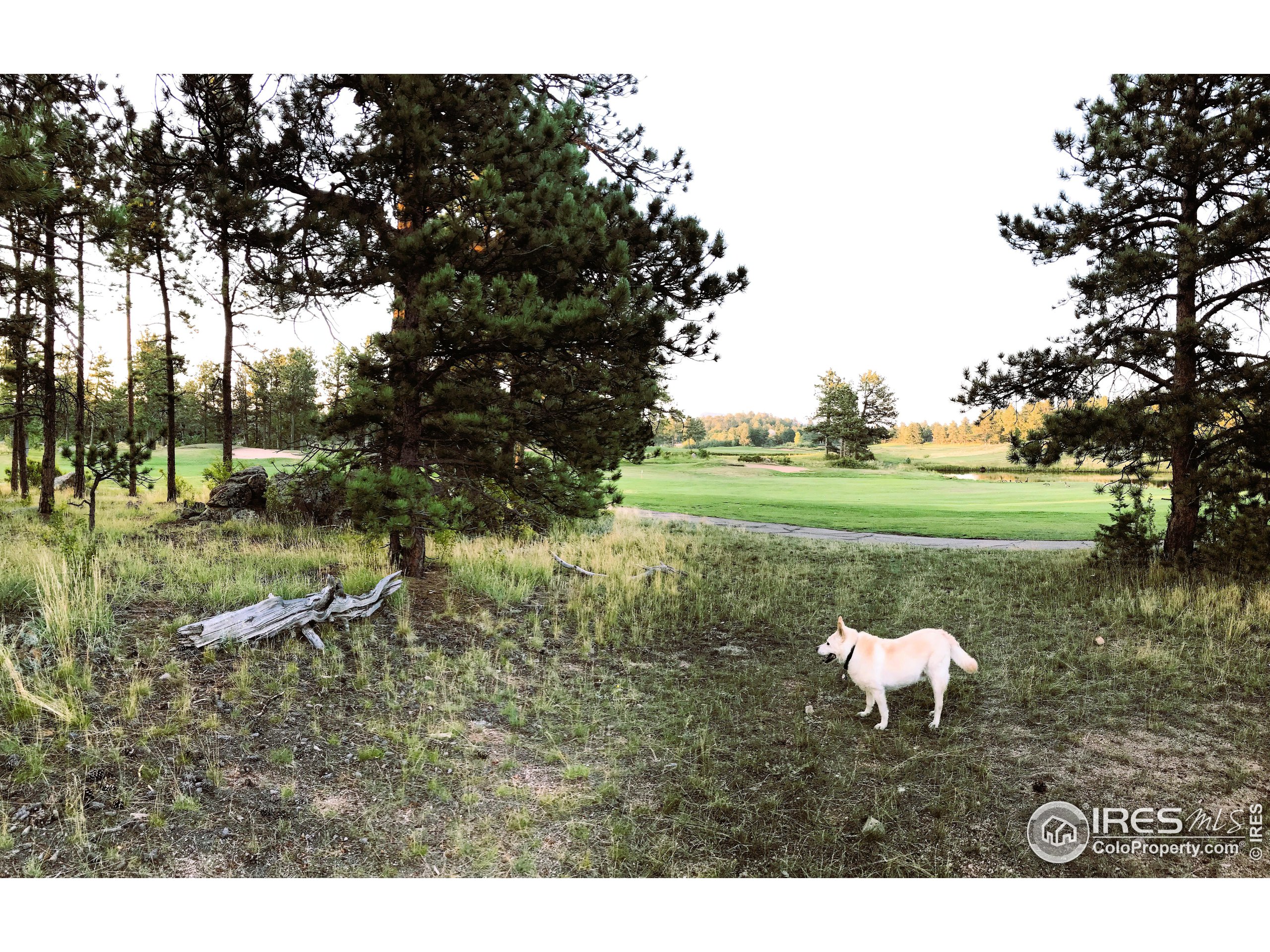 2 Fox Meadow Lane, Unit 2 Red Feather Lakes, CO 80545 - Photo 6 of 22 a backyard of a house with a yard and outdoor seating