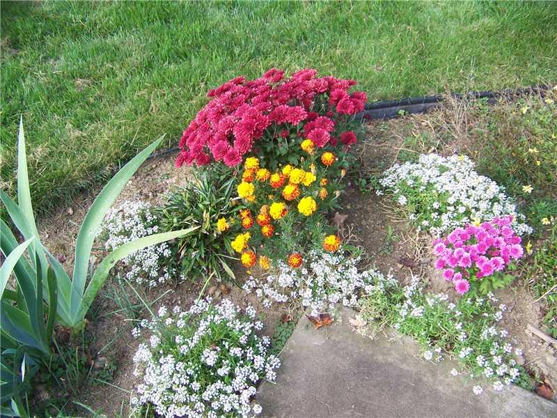 401 East Slippery Rock Road Chicora, PA 16025 - Photo 18 of 18 Yard/Garden.