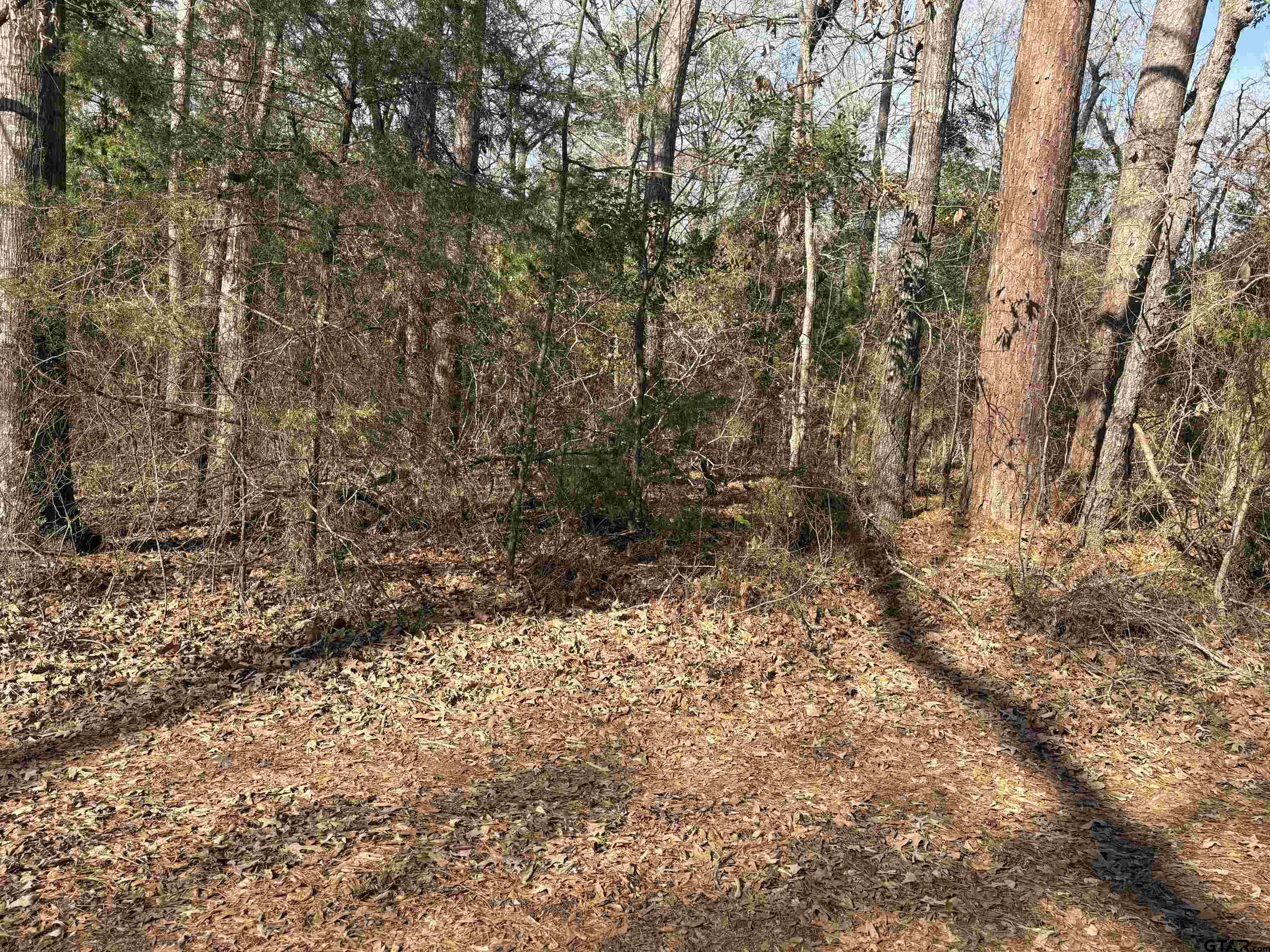 562 Brazos Street Bullard, TX 75757 - Photo 2 of 2 a view of a yard with a tree