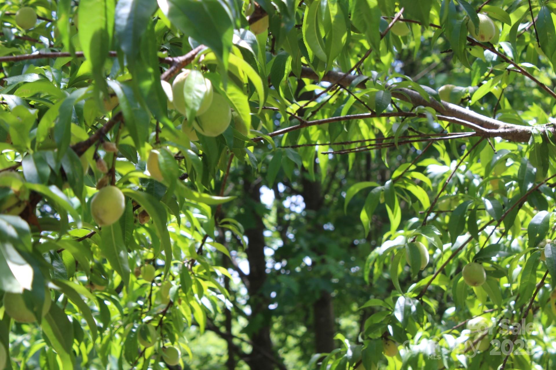 985 Roberson School Road Moravian Falls, NC 28654 - Photo 11 of 48 a view of a tree