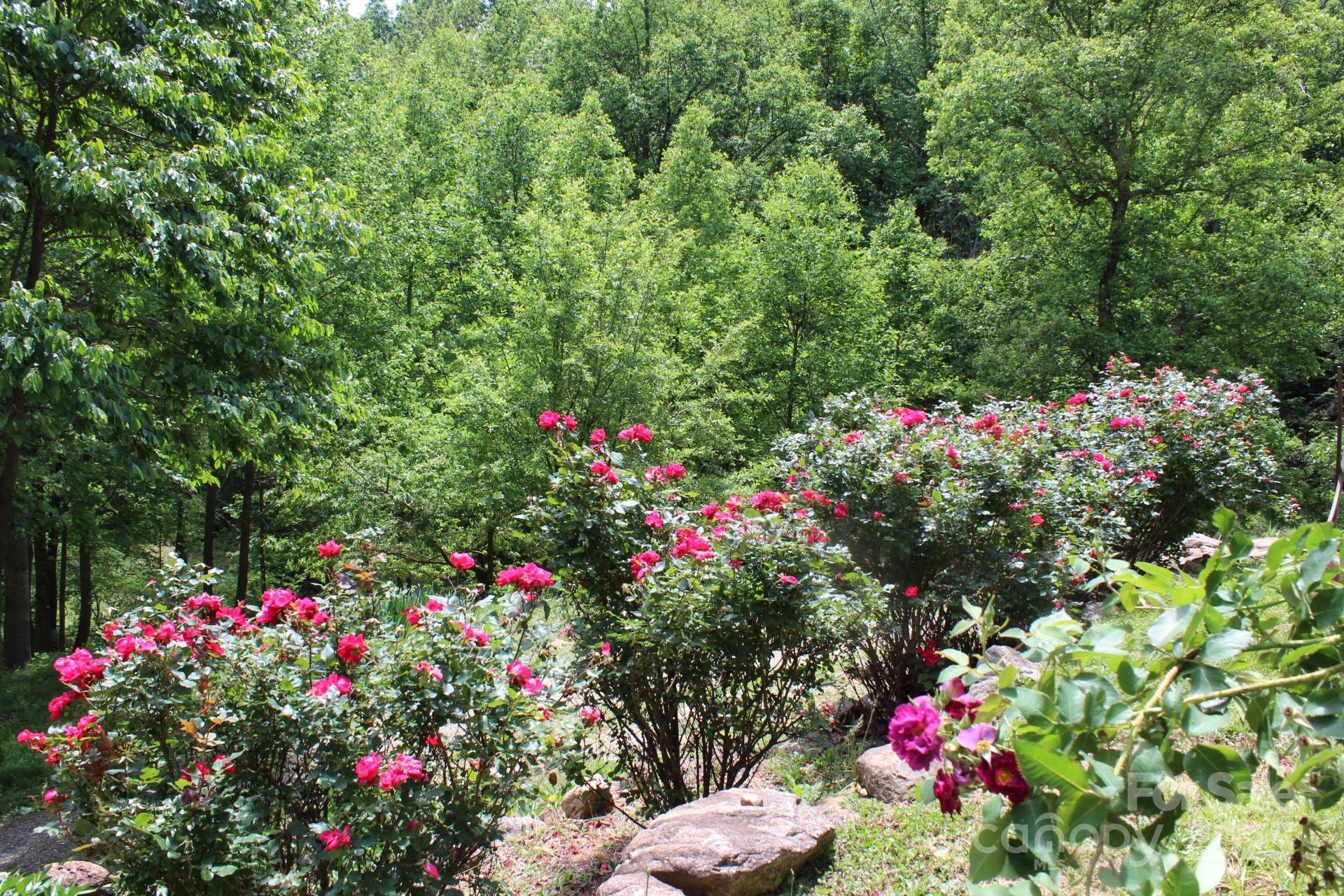 985 Roberson School Road Moravian Falls, NC 28654 - Photo 8 of 48 a view of a flower in a garden of a house