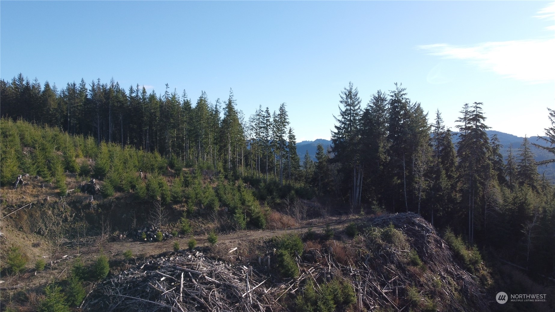 0 East Lake Pleasant Road Beaver, WA 98305 - Photo 3 of 16 a view of a forest with a tree in the background