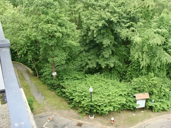 a view of a yard with plants