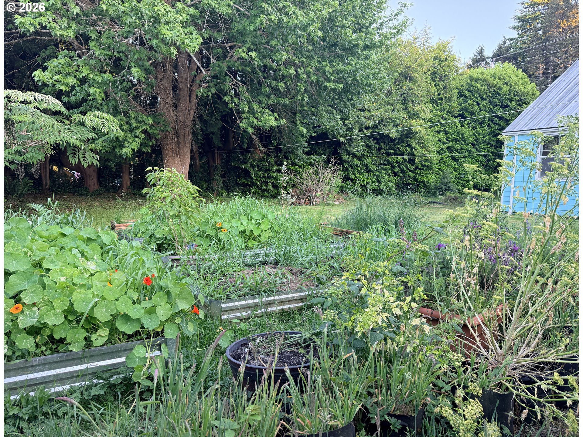 677 Southeast Moffitt Road Waldport, OR 97394 - Photo 35 of 36 a view of a garden with plants and large trees