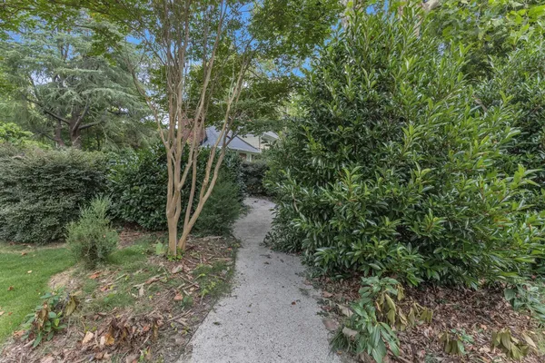 a view of a forest with trees in the background