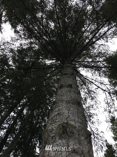 1517 Southwest Lake Roesiger Road Snohomish, WA 98290 - Photo 19 of 26 a picture of tree