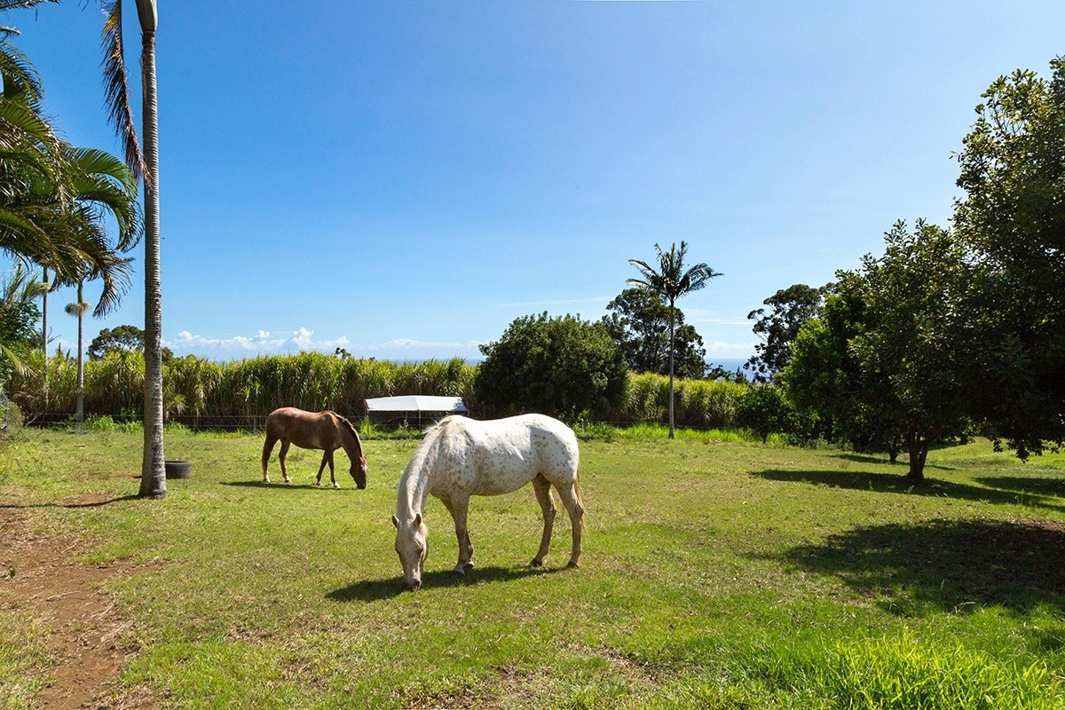 44-2433 Kalopa Road Honokaa, HI 96727 - Photo 2 of 25 Gallery Image 2