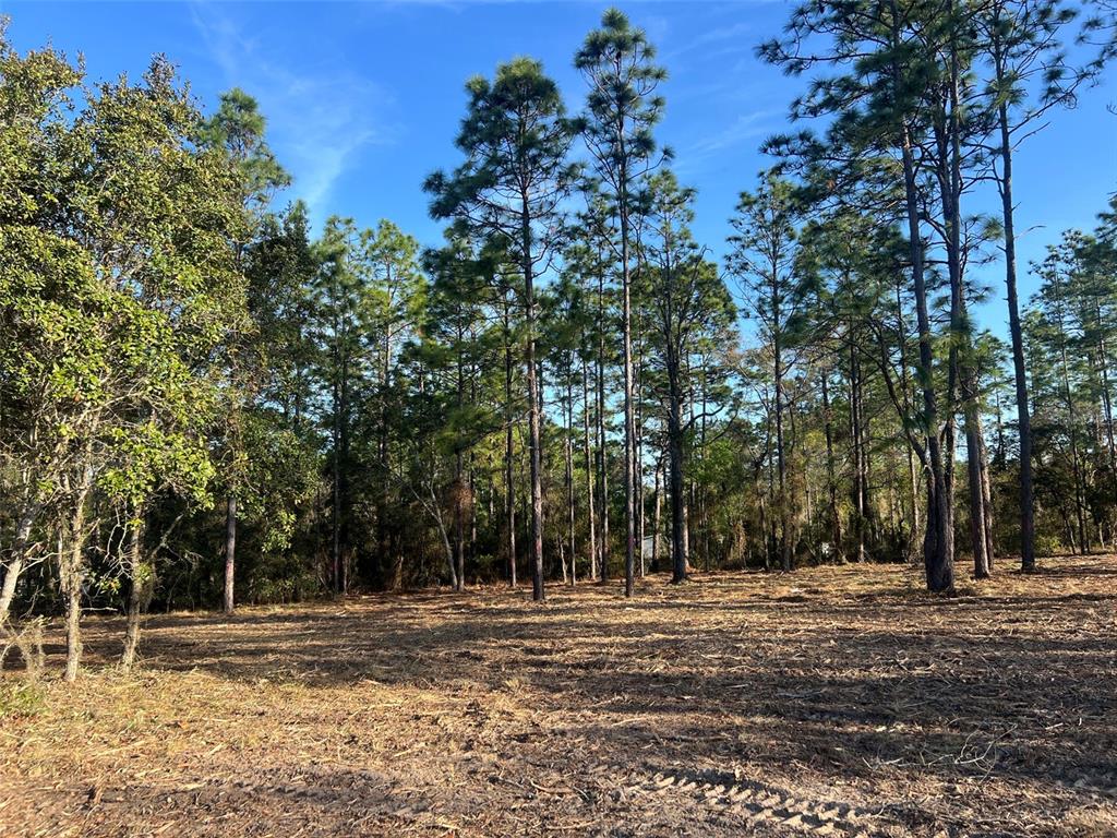 Levy Street Williston, FL 32696 - Photo 15 of 26