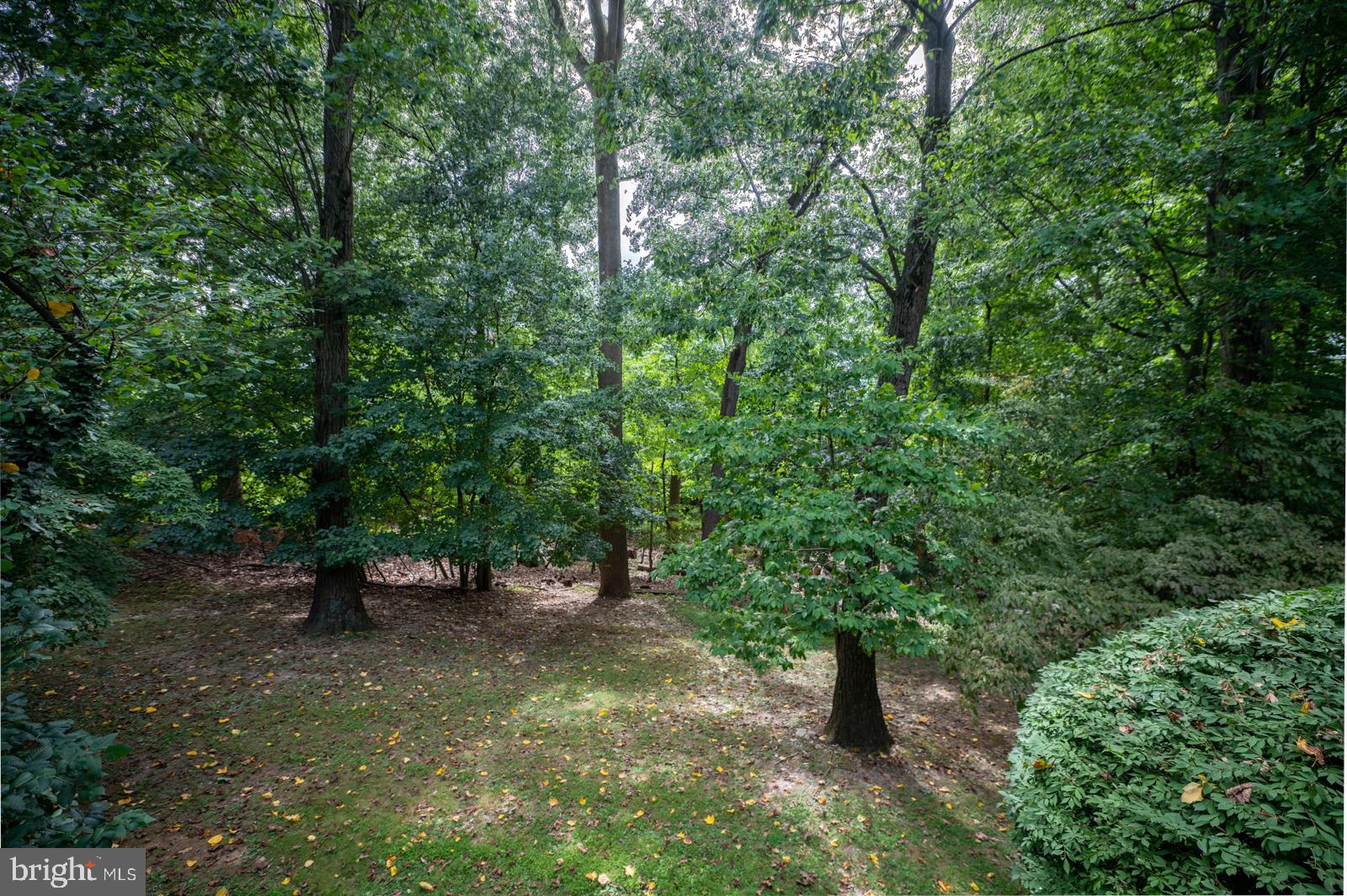 403 Brighton Road Devon, PA 19333 - Photo 50 of 50 Wooded private back yard