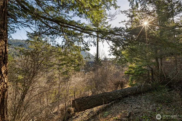 a view of a yard with plants and trees