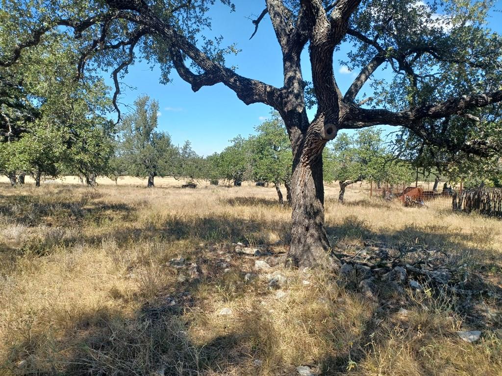 a view of a yard with large trees