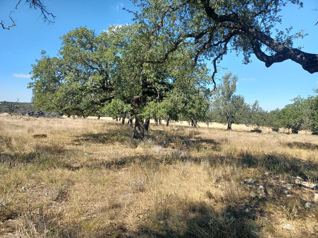 Tbd Lange Road Harper, TX 78631 - Photo 3 of 13 a view of dirt yard with a tree