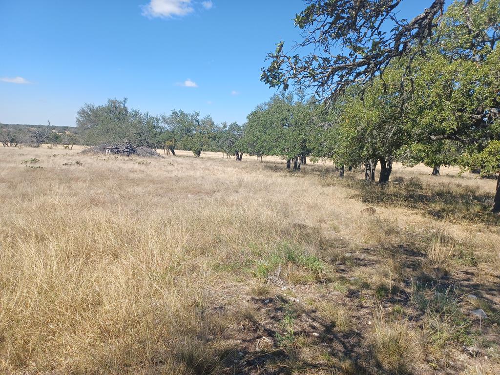 Tbd Lange Road Harper, TX 78631 - Photo 4 of 13 a view of a yard with a tree