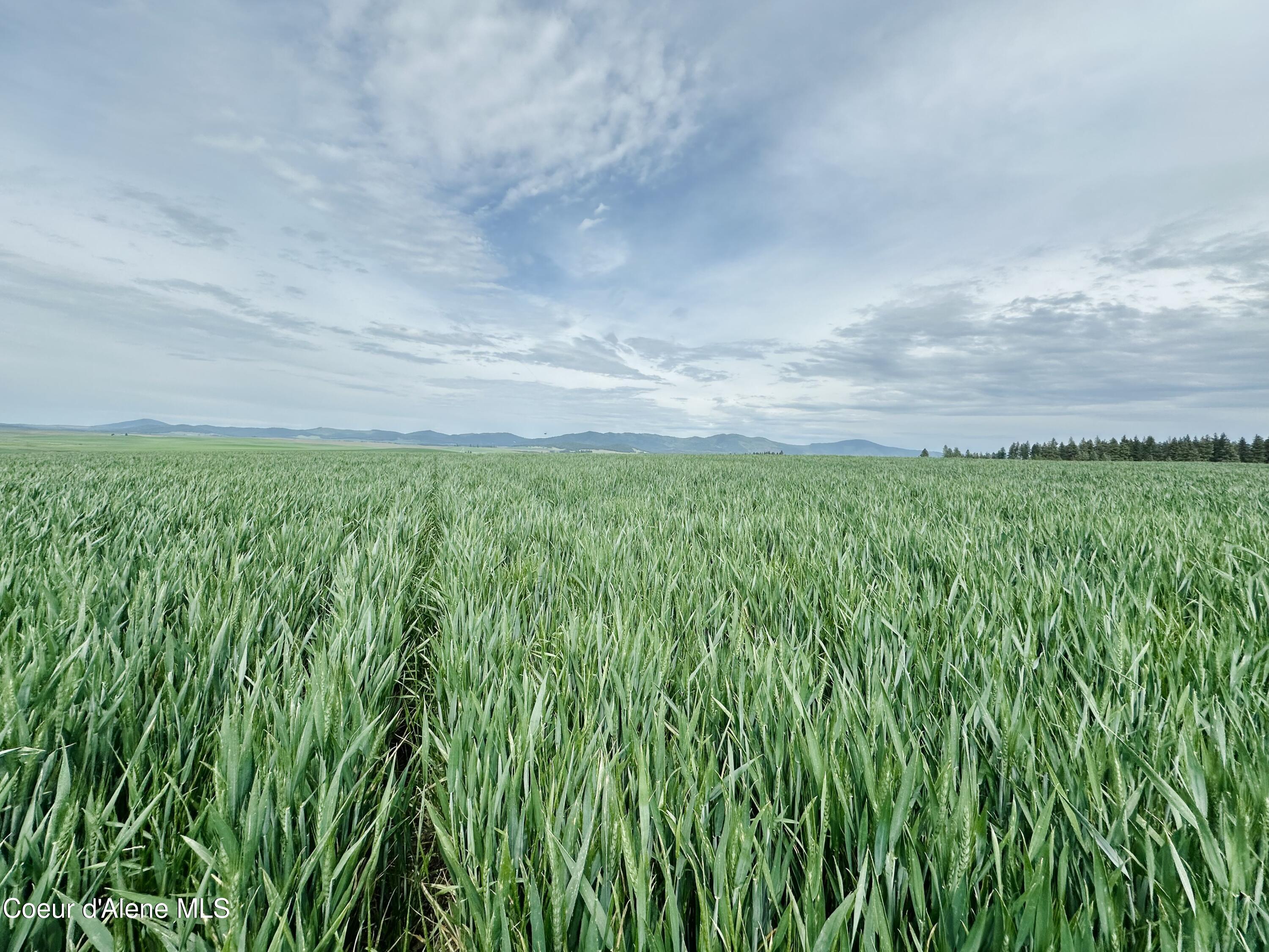 783 Old Mills Road Tensed, ID 83870 - Photo 11 of 12 10 Acres