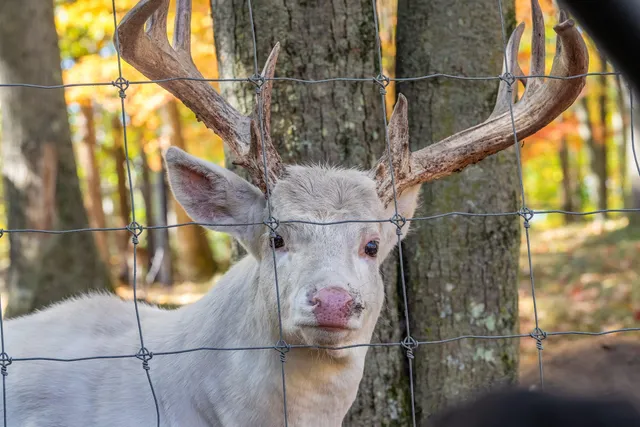 $3,250,000 | 10014 Tank Lane, Pound, WI 54161