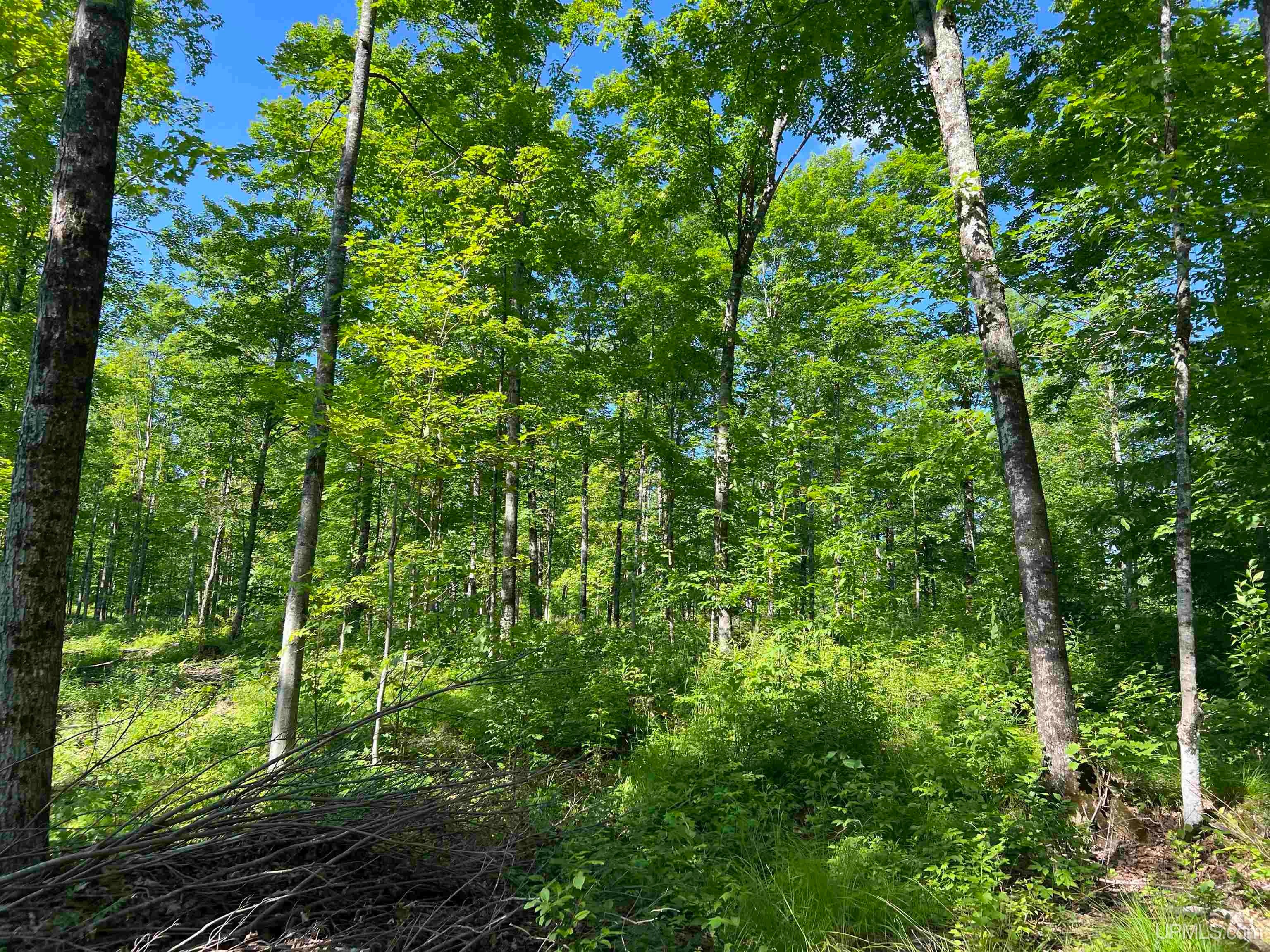 Tbd North County Line Road Sagola, MI 49920 - Photo 12 of 46 Gallery Image 12