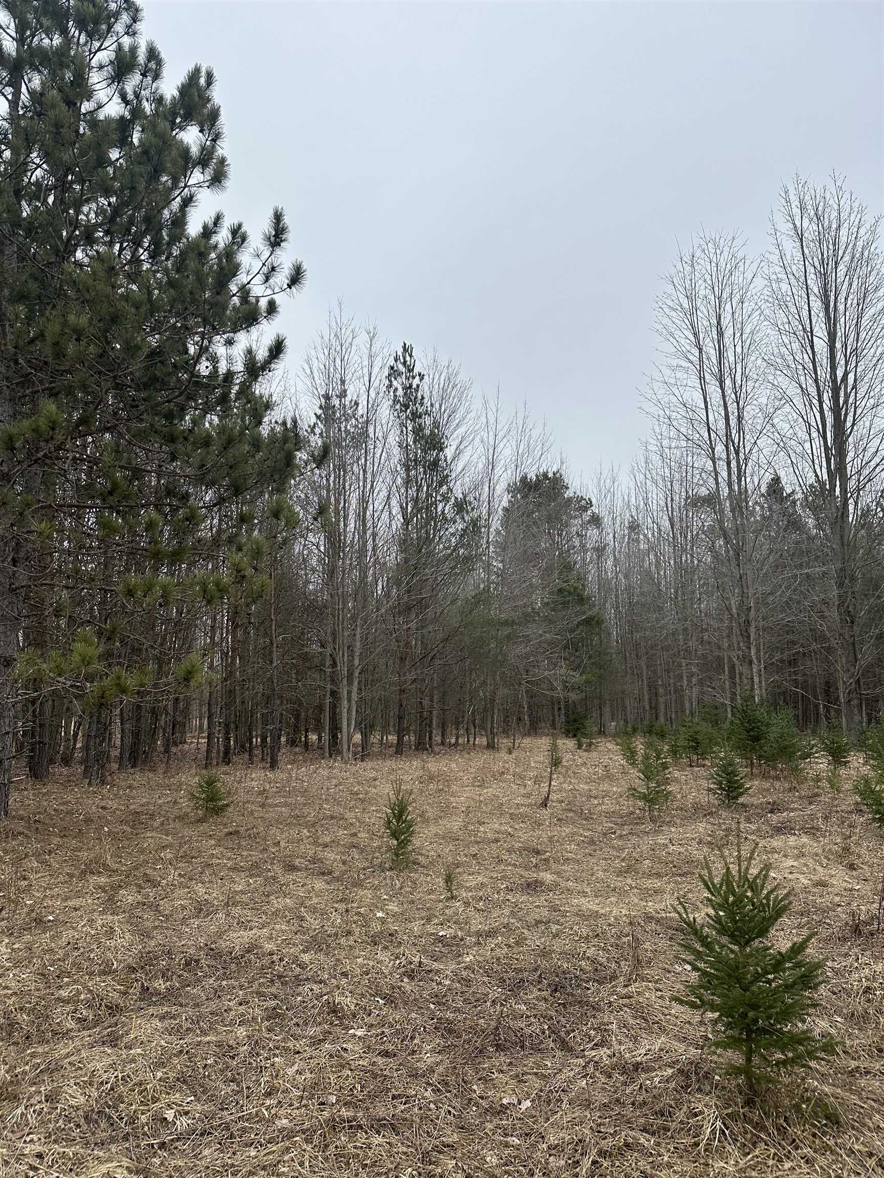 9537 Lakeview Road Alanson, MI 49706 - Photo 9 of 9