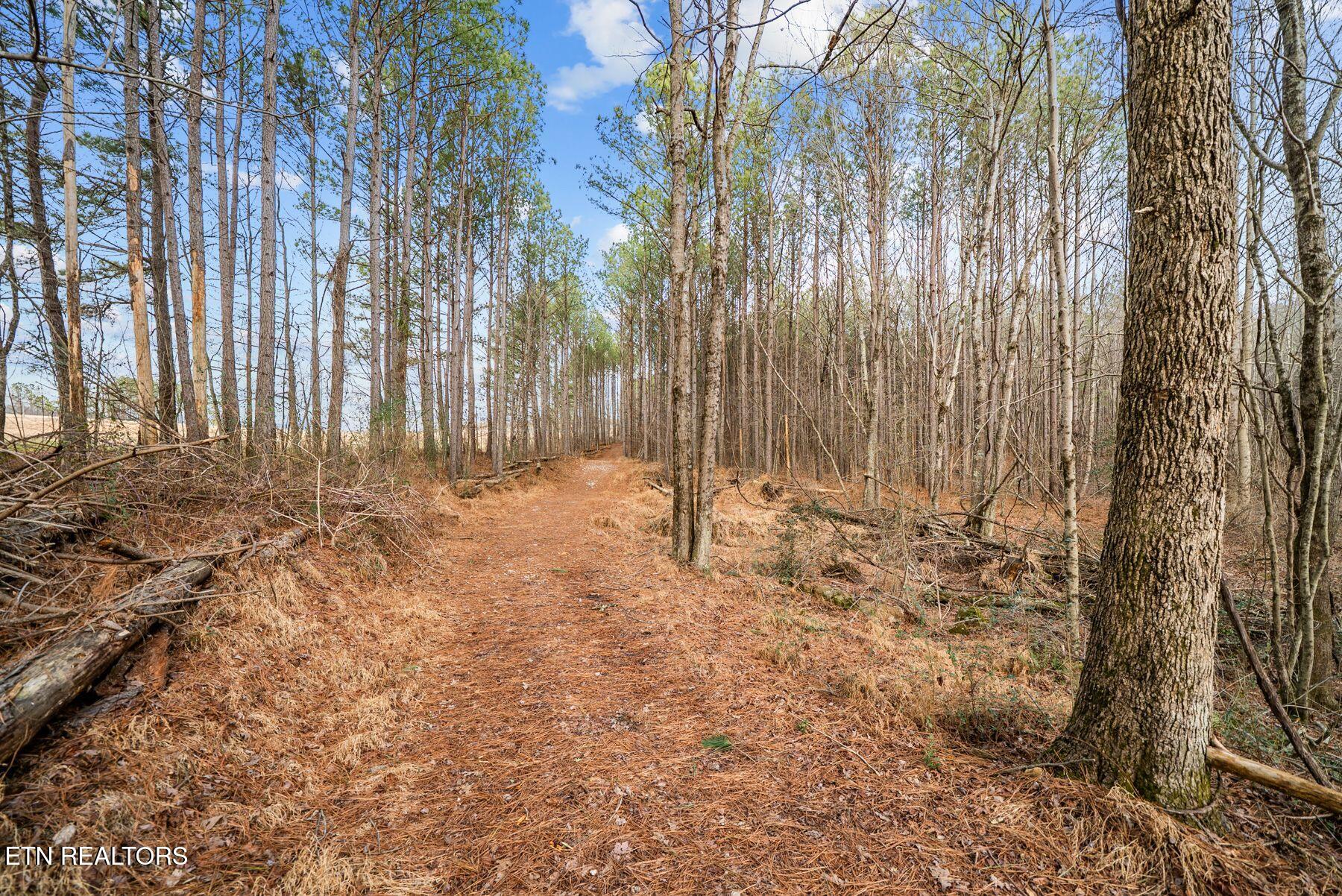 185 Mt Vernal Road Rockwood, TN 37854 - Photo 4 of 28 IMG_8807