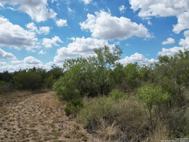 a view of a dry yard with green space