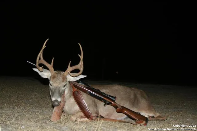 a view of a house with a yard and a tree