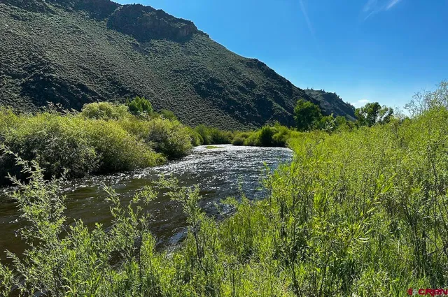 a view of a bunch of plants and trees