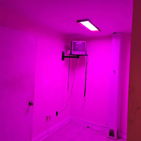 a view of red wall with a tree in empty room