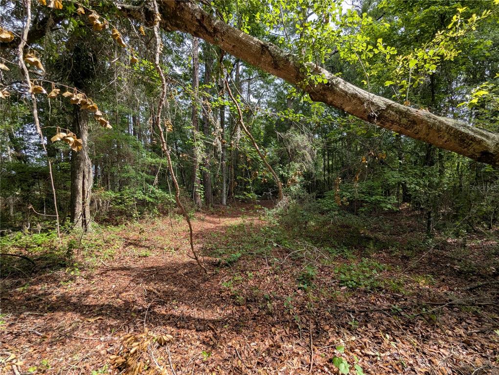 91st Street Alachua, FL 32615 - Photo 27 of 36 a view of a forest filled with trees