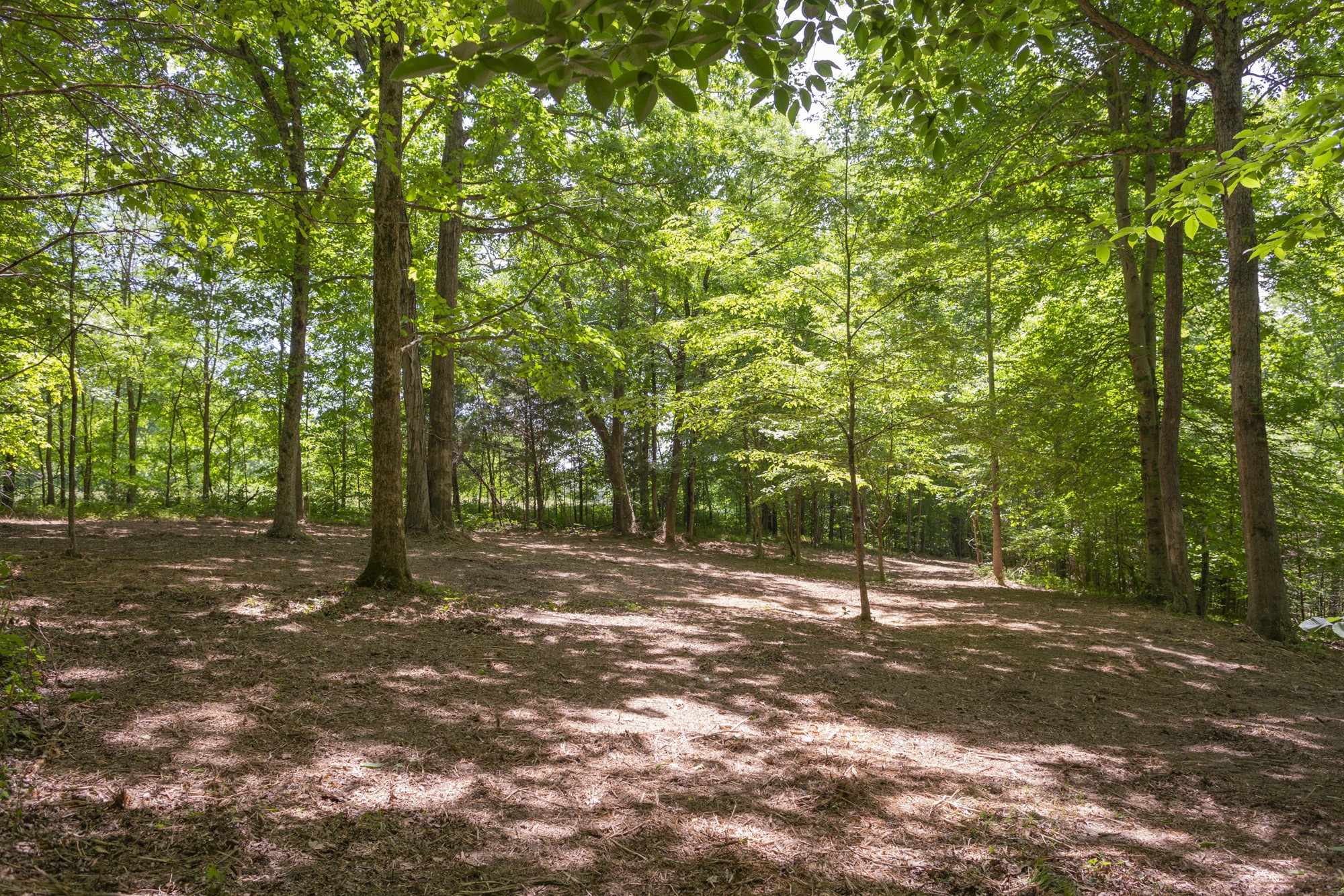 5750 Davis Hollow Road Franklin, TN 37064 - Photo 12 of 41 a view of a forest with trees