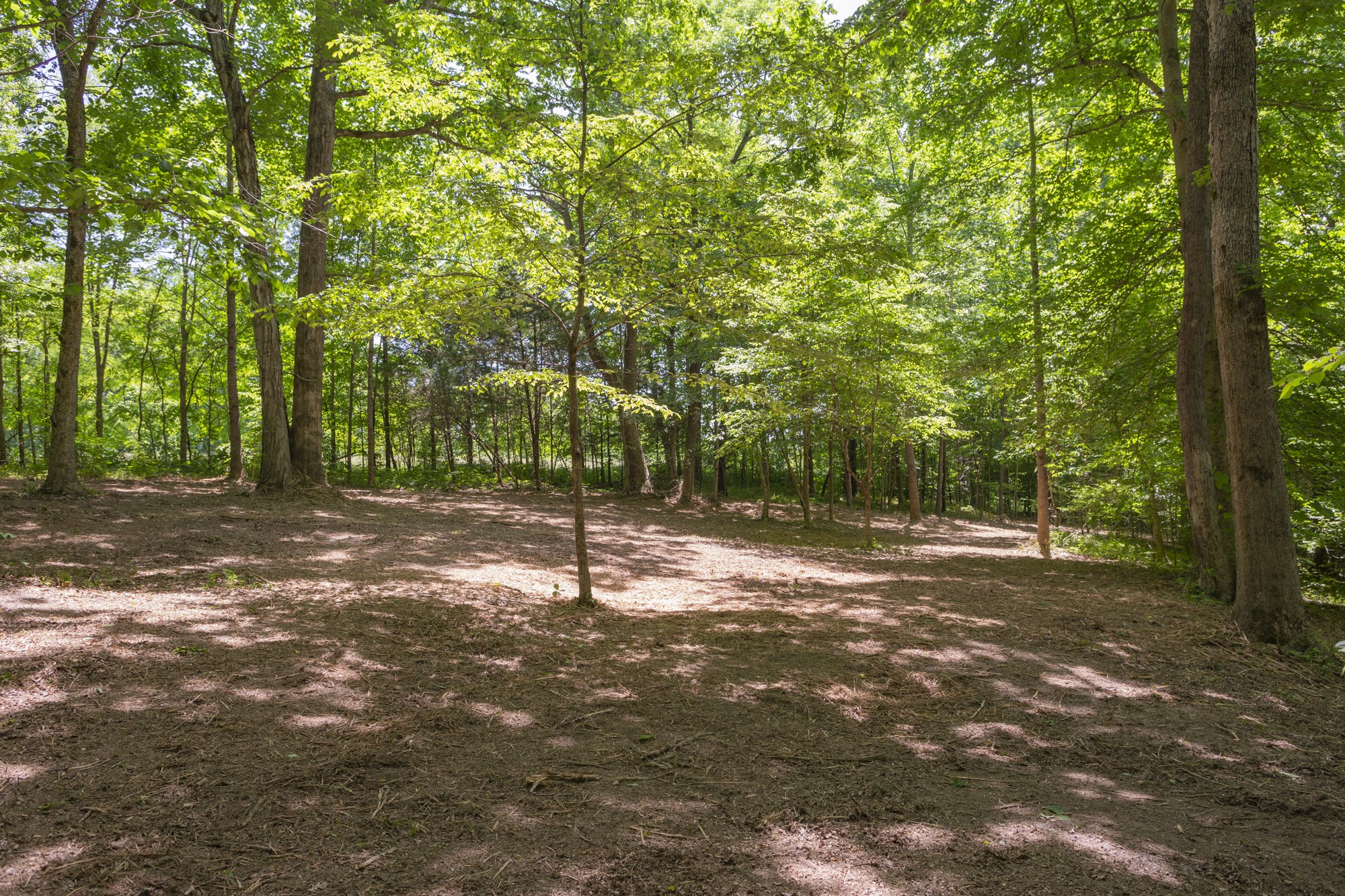 5750 Davis Hollow Road Franklin, TN 37064 - Photo 13 of 41 a backyard of a house with lots of green space