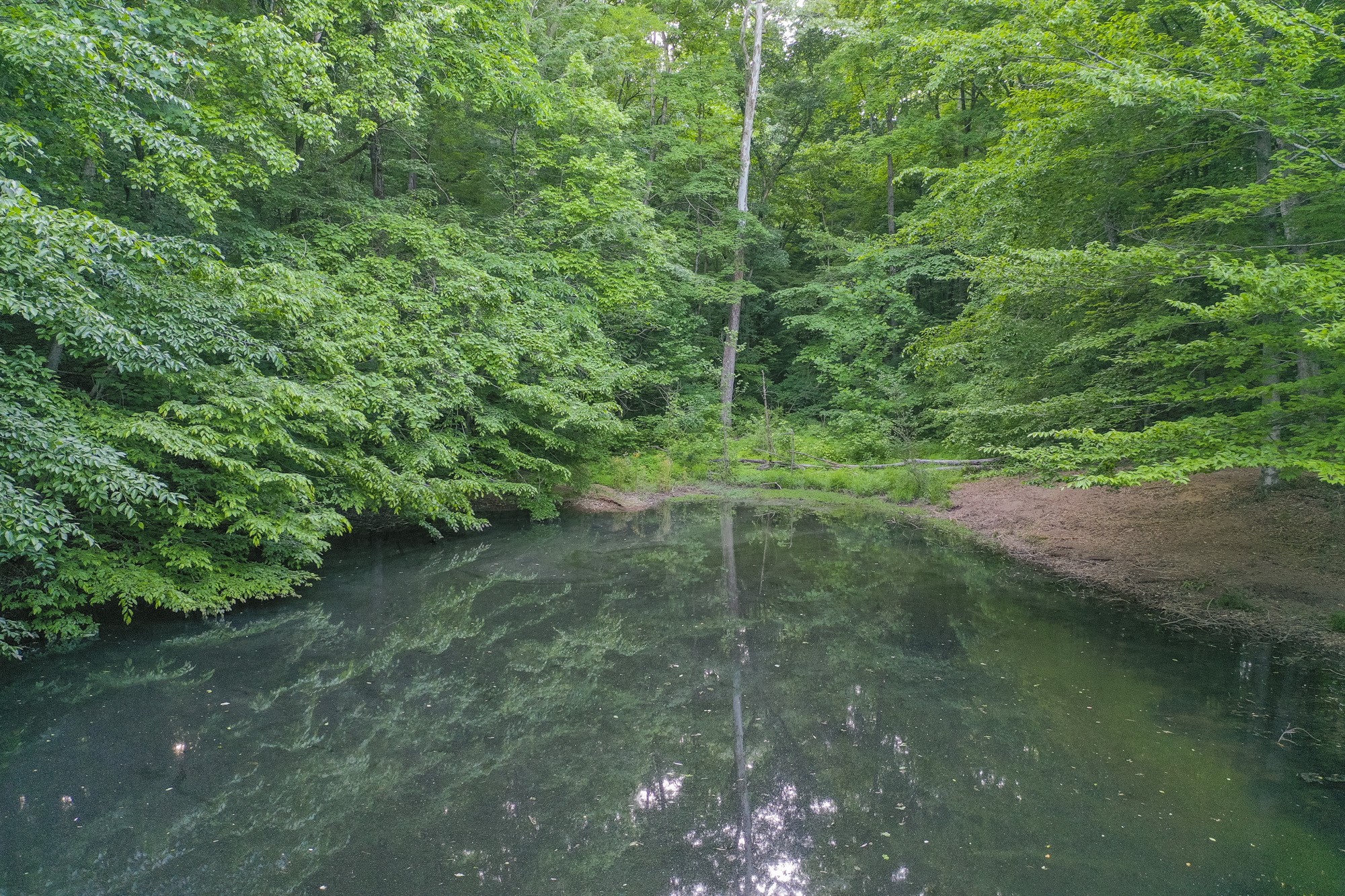 5750 Davis Hollow Road Franklin, TN 37064 - Photo 15 of 41 a view of a forest with a lake