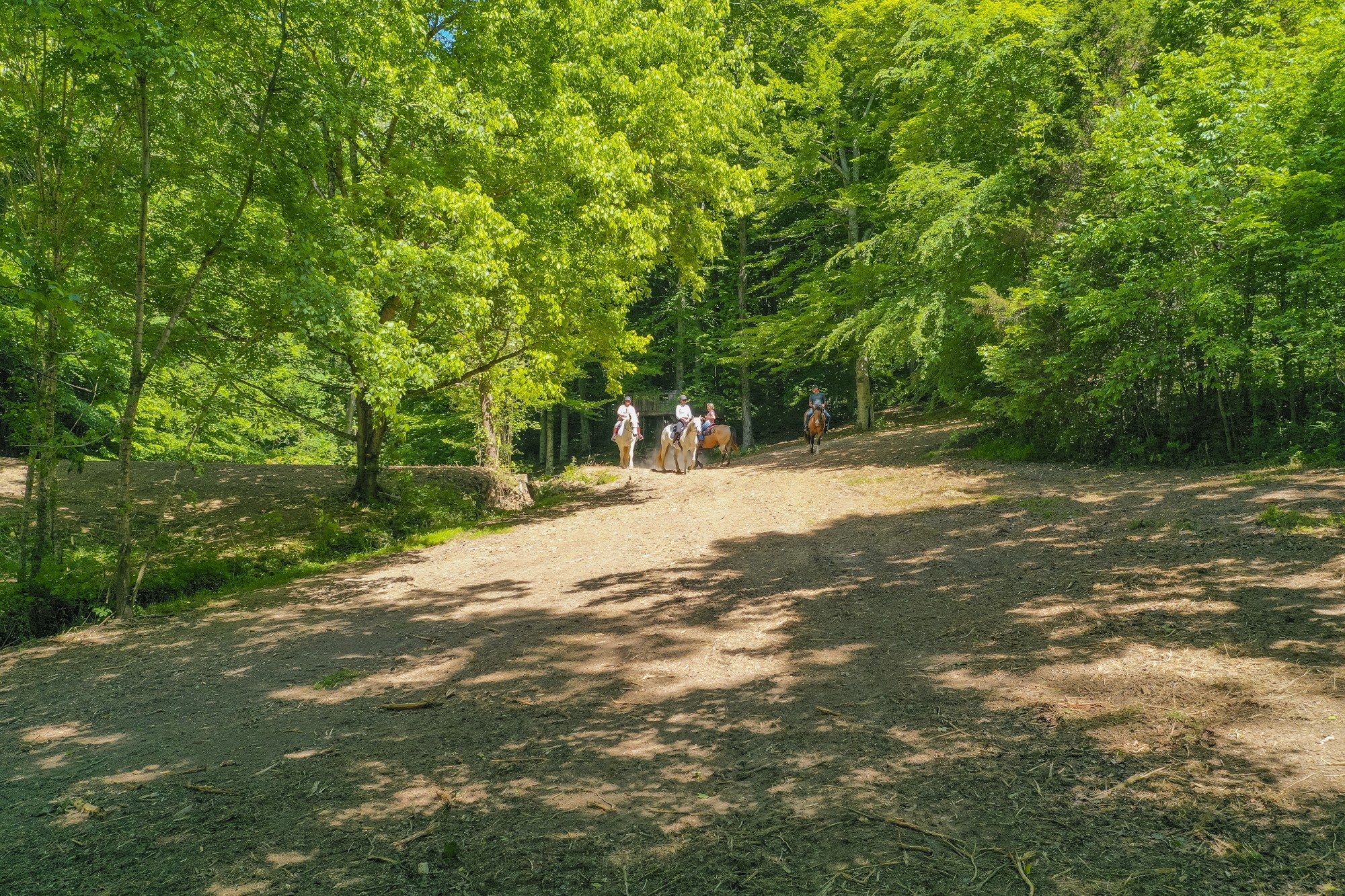 5750 Davis Hollow Road Franklin, TN 37064 - Photo 17 of 41 a backyard of a house with lots of green space