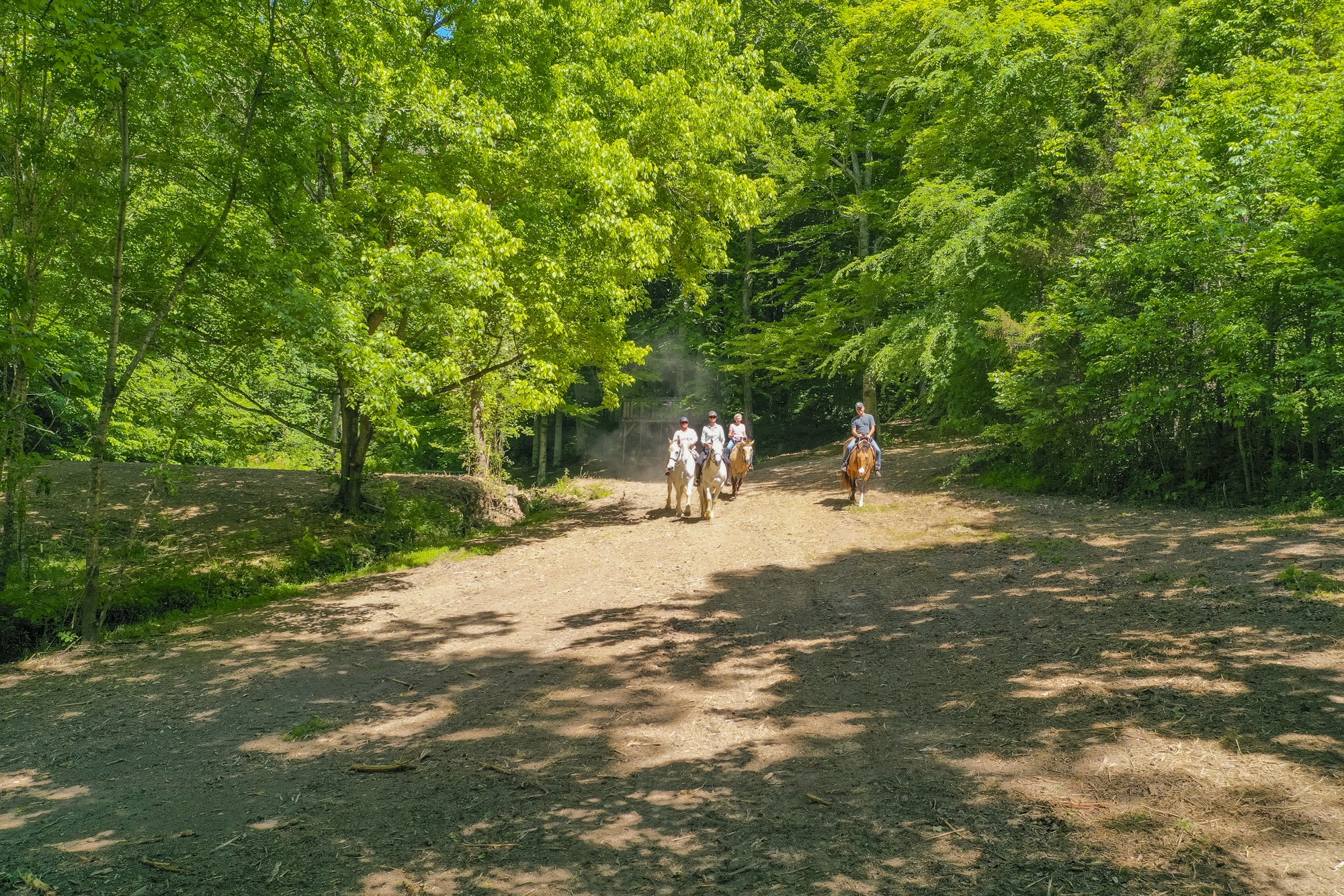 5750 Davis Hollow Road Franklin, TN 37064 - Photo 18 of 41 a park view with a tree