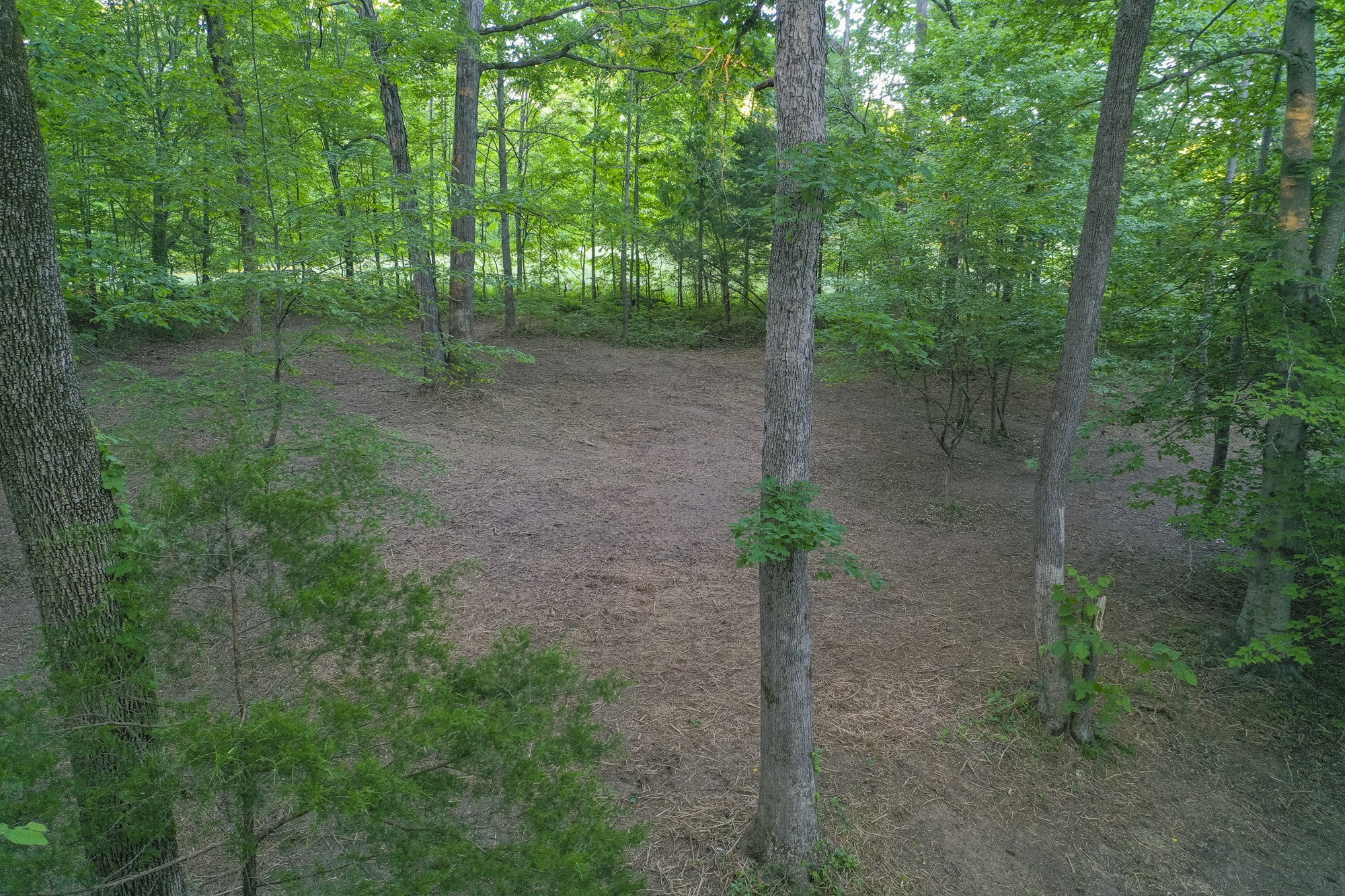 5750 Davis Hollow Road Franklin, TN 37064 - Photo 20 of 41 a view of a forest with trees
