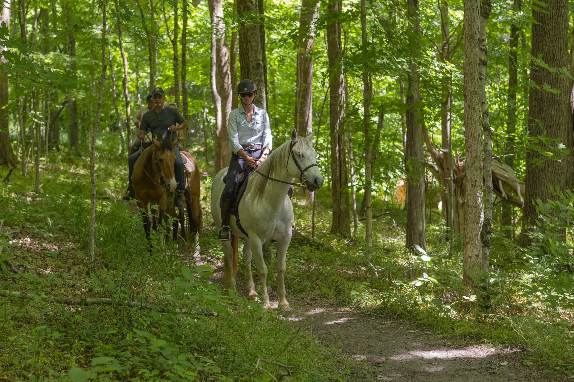 5750 Davis Hollow Road Franklin, TN 37064 - Photo 10 of 41 a green field with lots of trees
